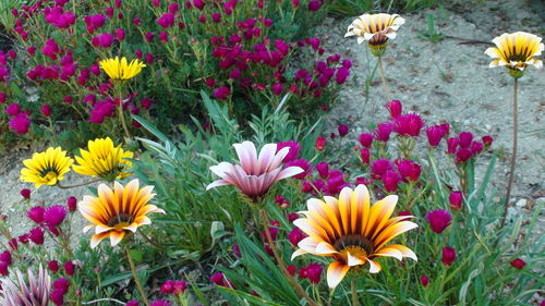 Close-up of yellow crocus flowers blooming outdoors