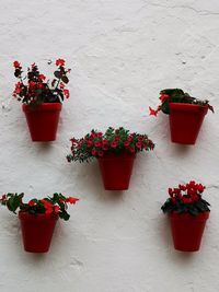 Potted plant against red wall