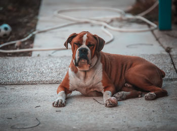 Portrait of dog sitting on floor