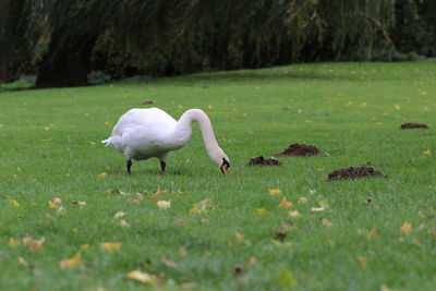 Swan on grassy field