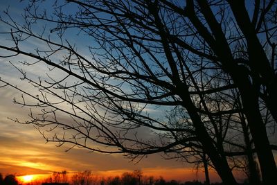 Silhouette of trees at sunset