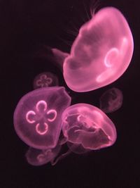 Close-up of jellyfish in aquarium