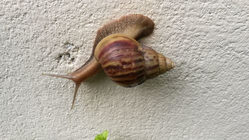 Close-up of snail