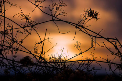 Low angle view of silhouette bare tree against romantic sky