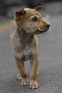 Close-up of a dog looking away