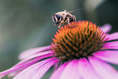 Close-up of bee pollinating on flower