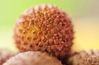 Close-up of fruit growing on plant