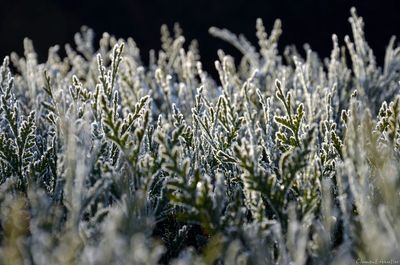 Close-up of plant growing on field