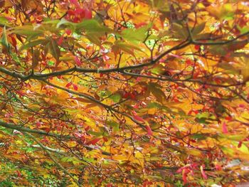 Close-up of maple leaves on tree during autumn