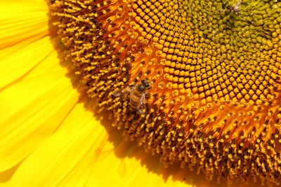 Close-up of bee pollinating on sunflower