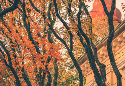 Low angle view of tree during autumn