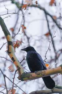 Low angle view of bird perching on branch