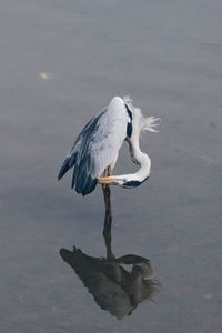 High angle view of gray heron perching on lake