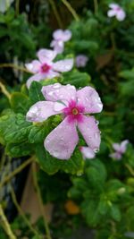 Close-up of water drops on pink flower