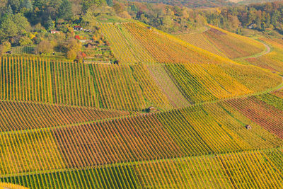 Vineyard at rotenberg germany near stuttgart.