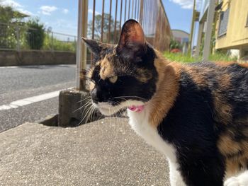 Close-up of a cat looking away