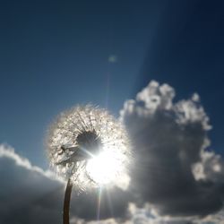 Low angle view of dandelion against sky