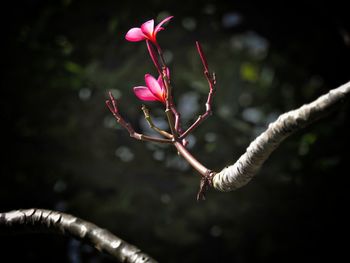 Close-up of pink flowering plant