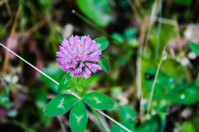 Close-up of pink flowers