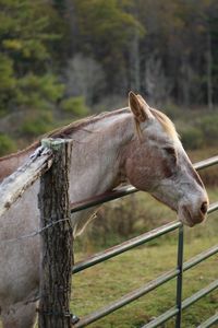 Close-up of a horse on field