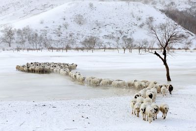 Dog on snow covered landscape