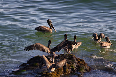 Birds swimming in lake