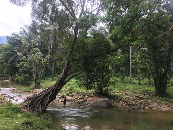 View of a tree in the forest