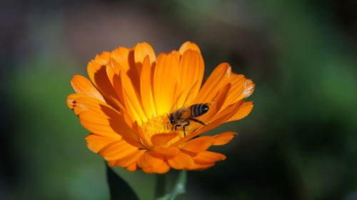 Close-up of bee pollinating on yellow flower