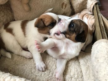 High angle view of two dogs