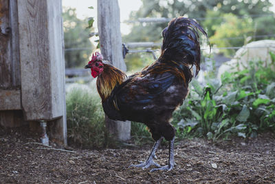 Rooster standing at farm