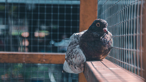 Close-up of bird in cage