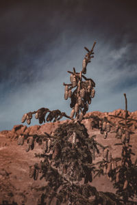 Low angle view of rock formation on land against sky