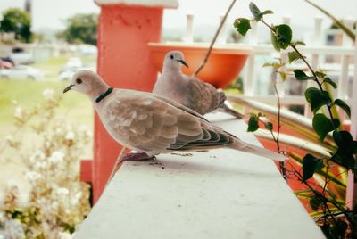 Eurasian collared doves on retaining wall