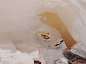 High angle view of shell on rock