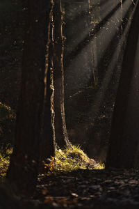 Close-up of tree trunk in forest