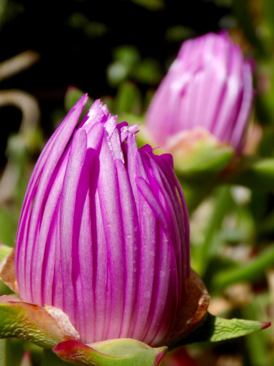 CLOSE-UP OF FRESH PINK PURPLE FLOWER