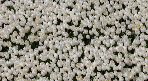 Full frame shot of white flowers in market