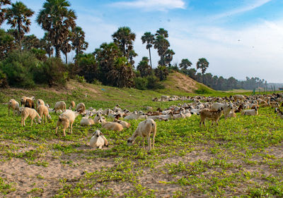 Sheep grazing on field