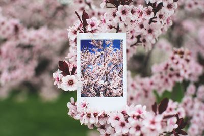 Close-up of pink cherry blossoms