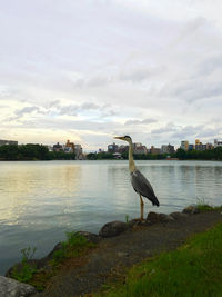 High angle view of gray heron perching by lake against sky