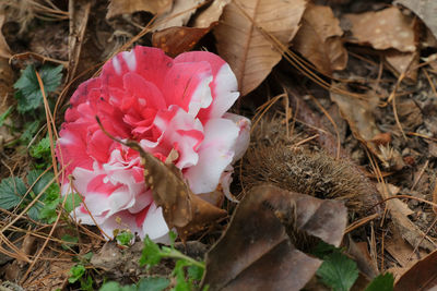 High angle view of pink roses on field