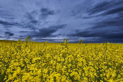 Scenic view of oilseed rape field against sky