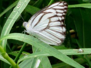 Close-up of butterfly perching on leaf