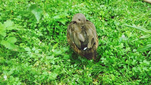 Bird perching on a field