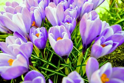 Close-up of purple crocus flowers growing on field