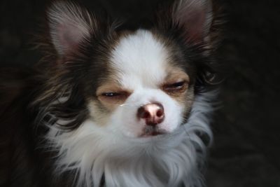 Close-up portrait of dog