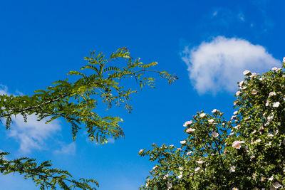 Low angle view of trees against blue sky