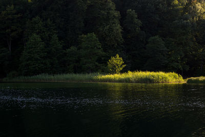 Scenic view of lake in forest