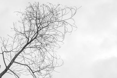 Bare tree against sky