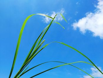 Low angle view of grass against blue sky